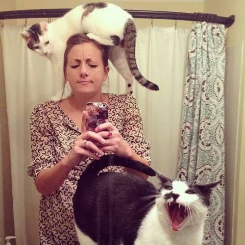 Cat ownership summed up