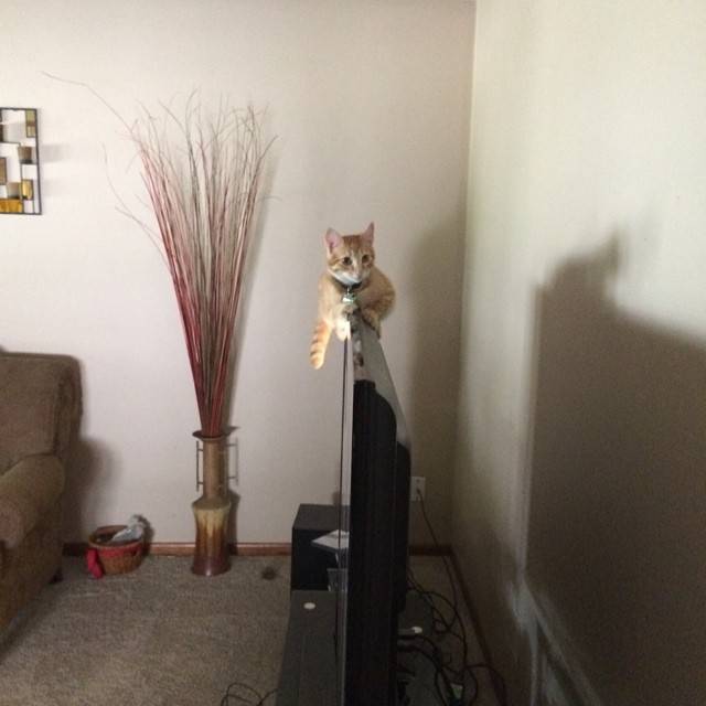 my cat this morning 