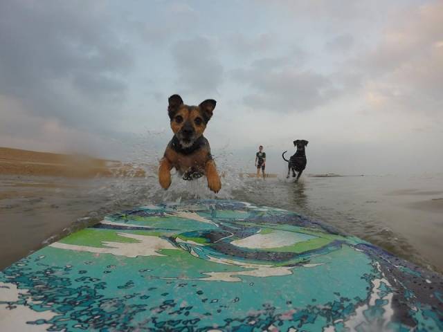 Took my dog Skimboarding today