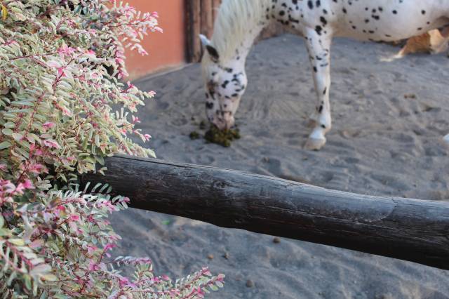 I thank my camera for focusing on the plant and not the horse sniffing his poop.