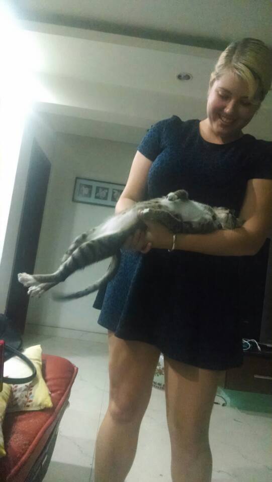 My cat went into heat for the first time and doesn't quite know how to handle herself.