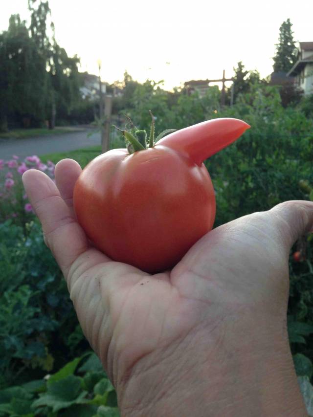 this tomato is having an erection
