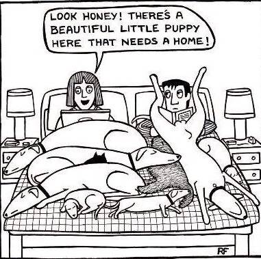 my wife's never ending need to adopt 