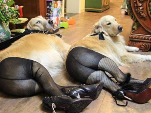 doggy leggings
