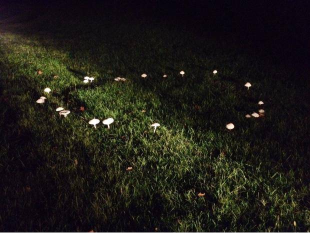 Found a fairy ring tonight.