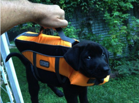 Briefcase with important lab results
