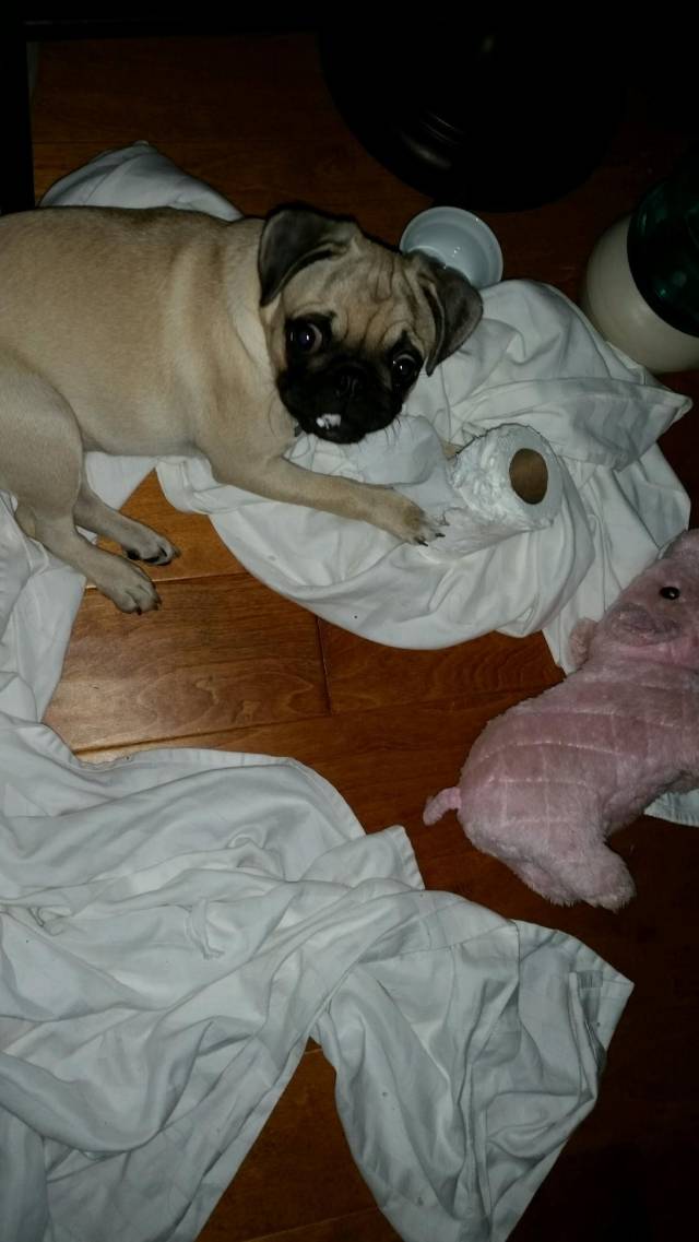 I'm in bed and in the dark, I heard chewing. I couldn't see so I took a picture using flash...this was the result.
