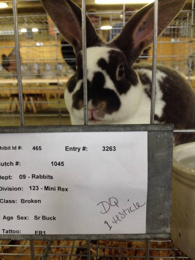 This rabbit was disqualified from the York County (PA) Fair