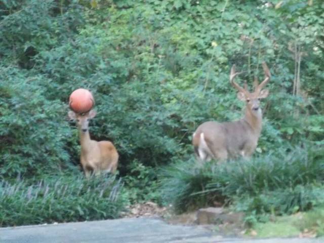 Why I don't play with deer. f*cking ball hogs.