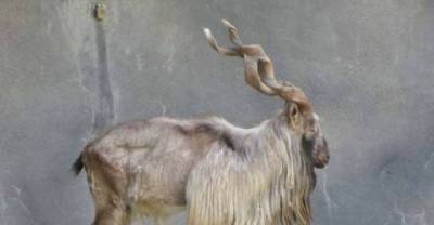 Cool Animals That We Just Cannot Lose To Extinction 