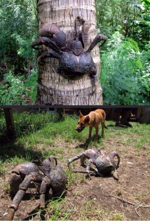 The infamous coconut crab