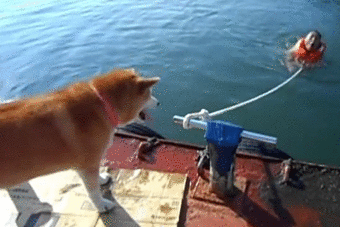 Man’s best friend