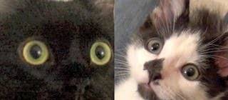 How to introduce 2 cats to each other
