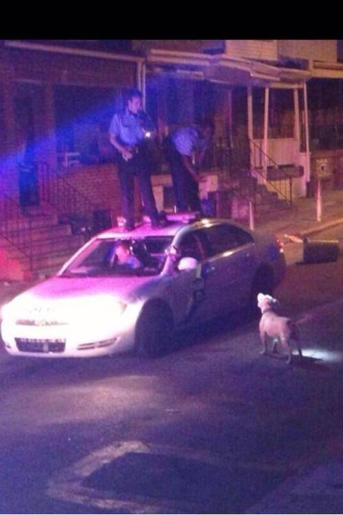 Respect to these officers for not shooting the dog