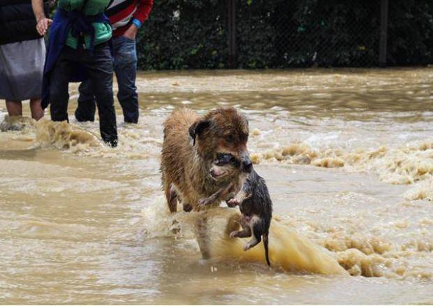 A picture from recent floods in Kashmir.