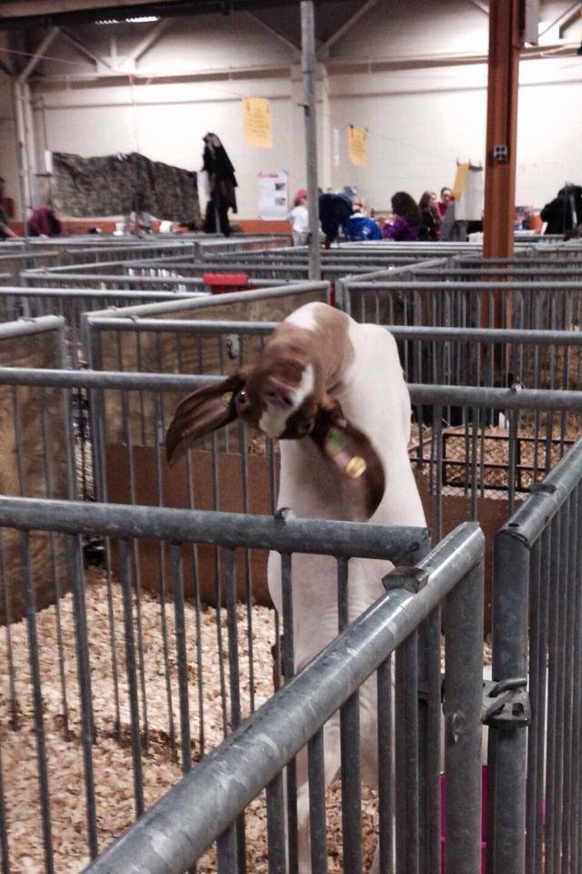 At the fair, saw this goat.