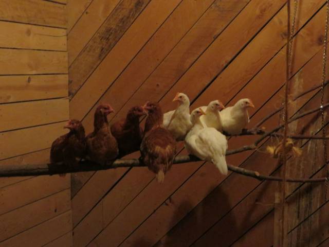 I am concerned my chickens are under apartheid rule. They do this every night.