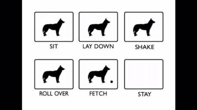 Most accurate description of a Siberian husky I've come across.