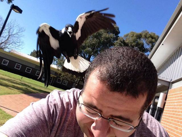 In Australia, even our birds are dangerous.