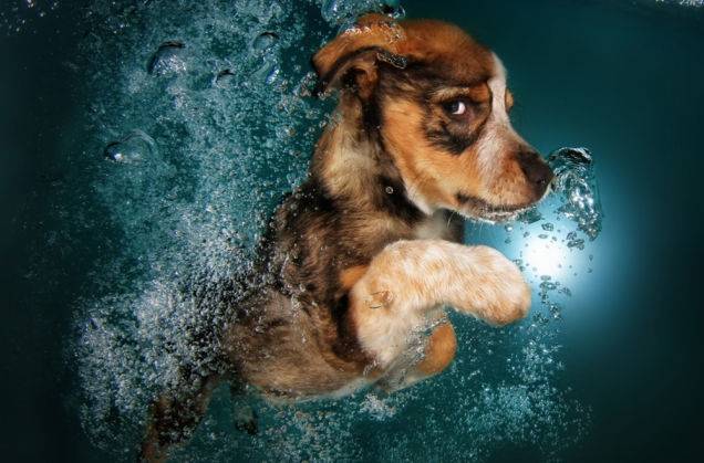 Disbelieving dog is having none of it.