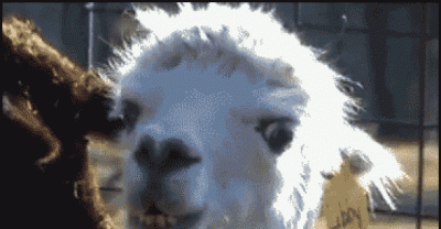 Animals Who May Have Hit The Bong Too Hard
