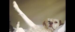 Who’s the best dog?
