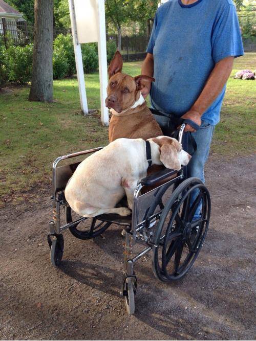 Saw this guy pushing his dogs in a wheelchair, one is old, the other had paw surgery. Now that is love....