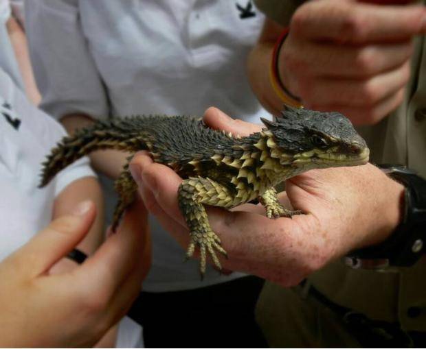 Turns out that dragons are real and they come from South Africa (Latin name 'Smaug gigantaeus')