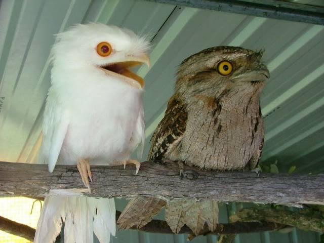 These two look like they could have their own show.