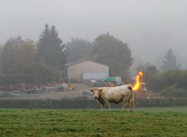 Moo motherf*cker.