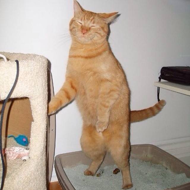 My cat today