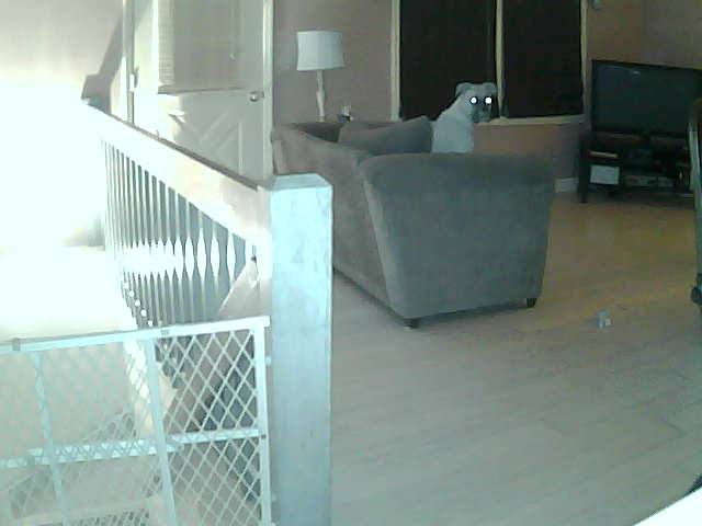 I have a camera set up at home so I can watch my boxer...I think she knows...