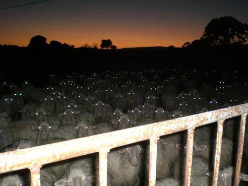 We have come for ewe. Resistance is futile.