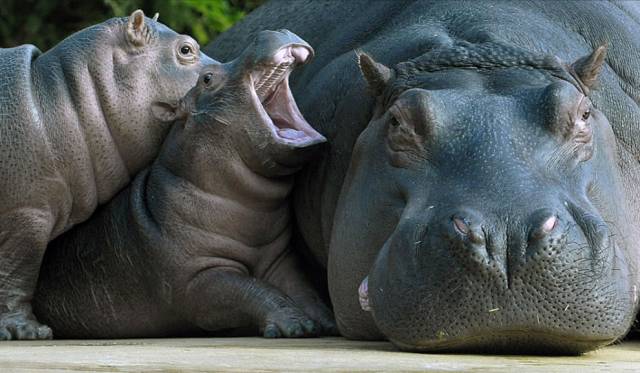 grump mother rhino