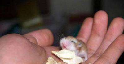 Adorable Animals Who Got Pretty Excited About Their Snacks