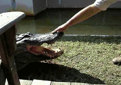 Alligator gets a taste of stupid