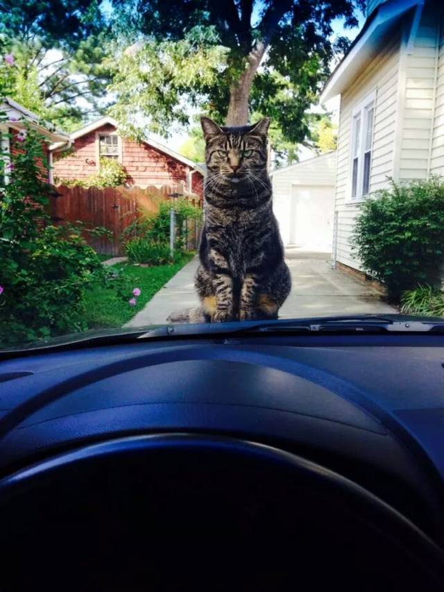 A friend came home from work early, kitty wasn't impressed.