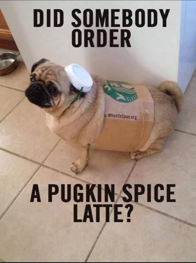 pugkin spice latte anyone?