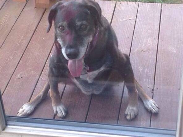 This is how my dog likes to sit.