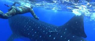 Ever had a whale shark sneak up on you?