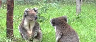 Koalas bitching at each other