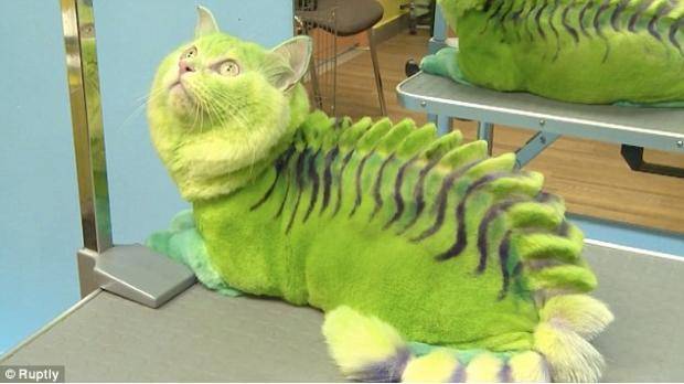 After a day at the salon.... why..