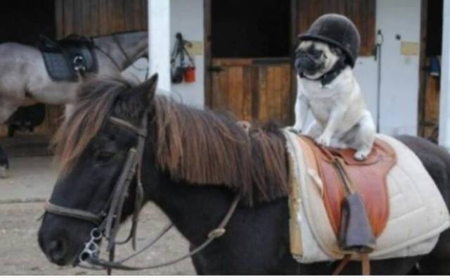 Onward steed! We attack at dawn!