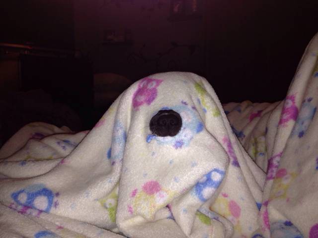 Our dog shoved her nose through a hole in a blanket and just sat there staring at us like this for a solid five minutes...