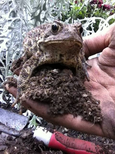 This guy was not amused when I dug up his hiding spot.