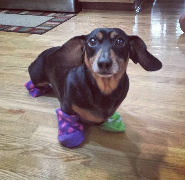 master has given weenie a sock. weenie is free.