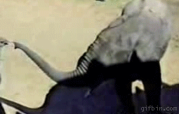 He will never mess with an elephant again