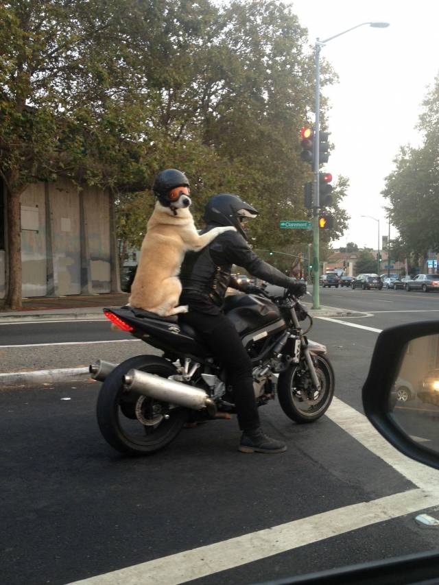 thought it was a backpack at first