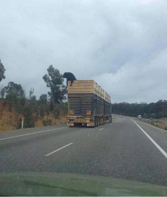 This cow has a real will to live