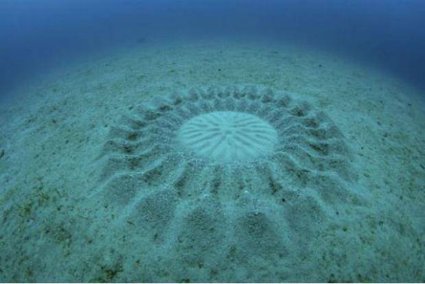 Amazing underwater ‘crop circles’ spun by Japanese puffer fish to attract a mate.